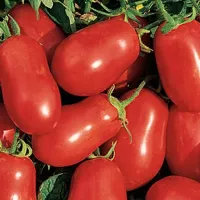 Koupit semena Tomato Fitous