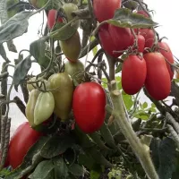 Купить семена Томат Комбат