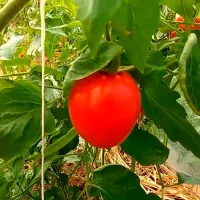 Купить семена Томат Курочка-несушка