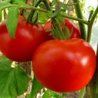 Купить семена Томат Машенька
