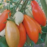 Купить семена Томат Пальмира