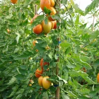 Купить семена Томат Раджа