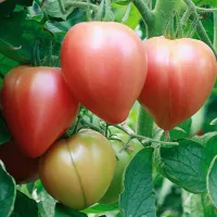 купить семена Томат Розовый спам F1