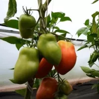 Купить семена Томат Солоха