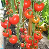 Купить семена Томат Уникальный Кульчицкого