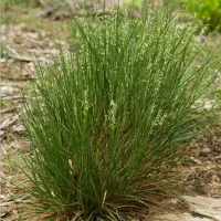 Купить семена Злаковые Бутелуа боковая многолетняя