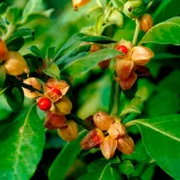 Купить семена Ашваганда Withania somnifera Индийский Женьшень семена