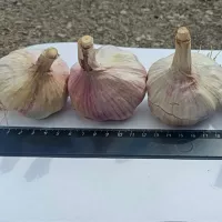 Купить Чеснок озимый Богатырь