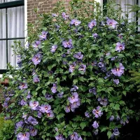 купить семена Гибискус Сирийский