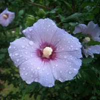 купить семена Гибискус Сирийский