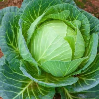 купить семена Капусту Белорусская 455