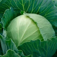купить семена Капусту Белорусская 455