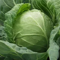 купить семена Капусту Июньская
