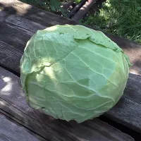 купить семена Капусту Июньская