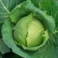 купить семена Капусту Казачок