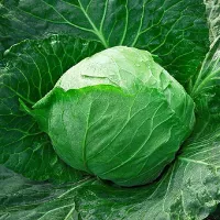 купить семена Капусту Казачок