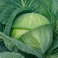 купить семена Капусту Московская поздняя