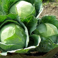 купить семена Капусту Московская поздняя