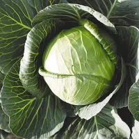 купить семена Капусту Нозоми