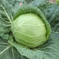 купить семена Капусту Нозоми