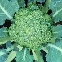 купить семена Капуста брокколи Русский размер