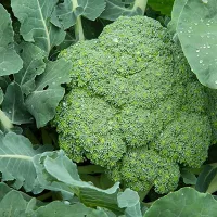 купить семена Капуста брокколи Русский размер