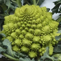 купить семена Капусту Романеско