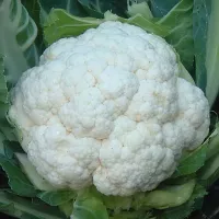 купить семена Капусту Снегурочка