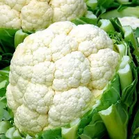 купить семена Капусту Снегурочка