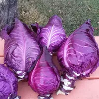 купить семена Капусту Калибос