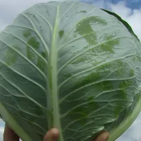 купить семена Капусту Ларсия