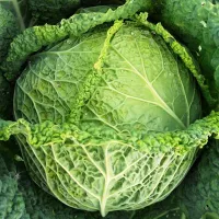 купить семена Капусту Голубцы
