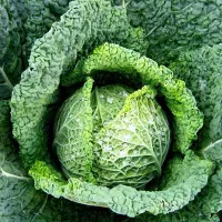 купить семена Капусту Голубцы
