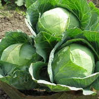 купить семена Капусту Валентина