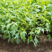 купить семена Капусту Мизуна