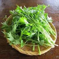 купить семена Капусту Мизуна