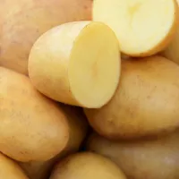 Купить семена Картофель Ласунок