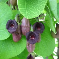 Купить семена Кирказон манчжурский