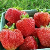 Купить Клубника Богема