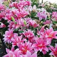 Купить Лилия махровая Селина Розелили