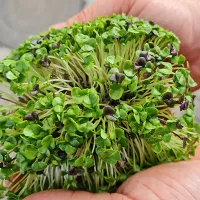 купить семена Микрозелень Базилик микс серия bio greens