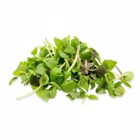 купить семена Микрозелень Базилик микс серия bio greens