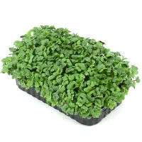 купить семена Микрозелень Редис мини