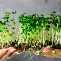 купить семена Микрозелень Редис мини