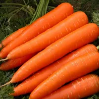 Купить семена Морковь Чемпион
