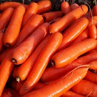 купить семена Морковь Дордонь