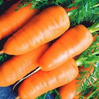 купить семена Морковь Каротель