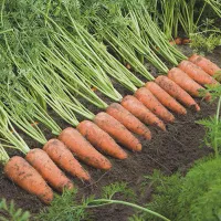 купить семена Морковь Каскад