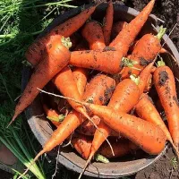 Купить семена Морковь Кордоба