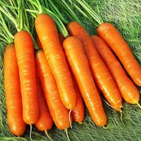 купить семена Морковь Королева осени